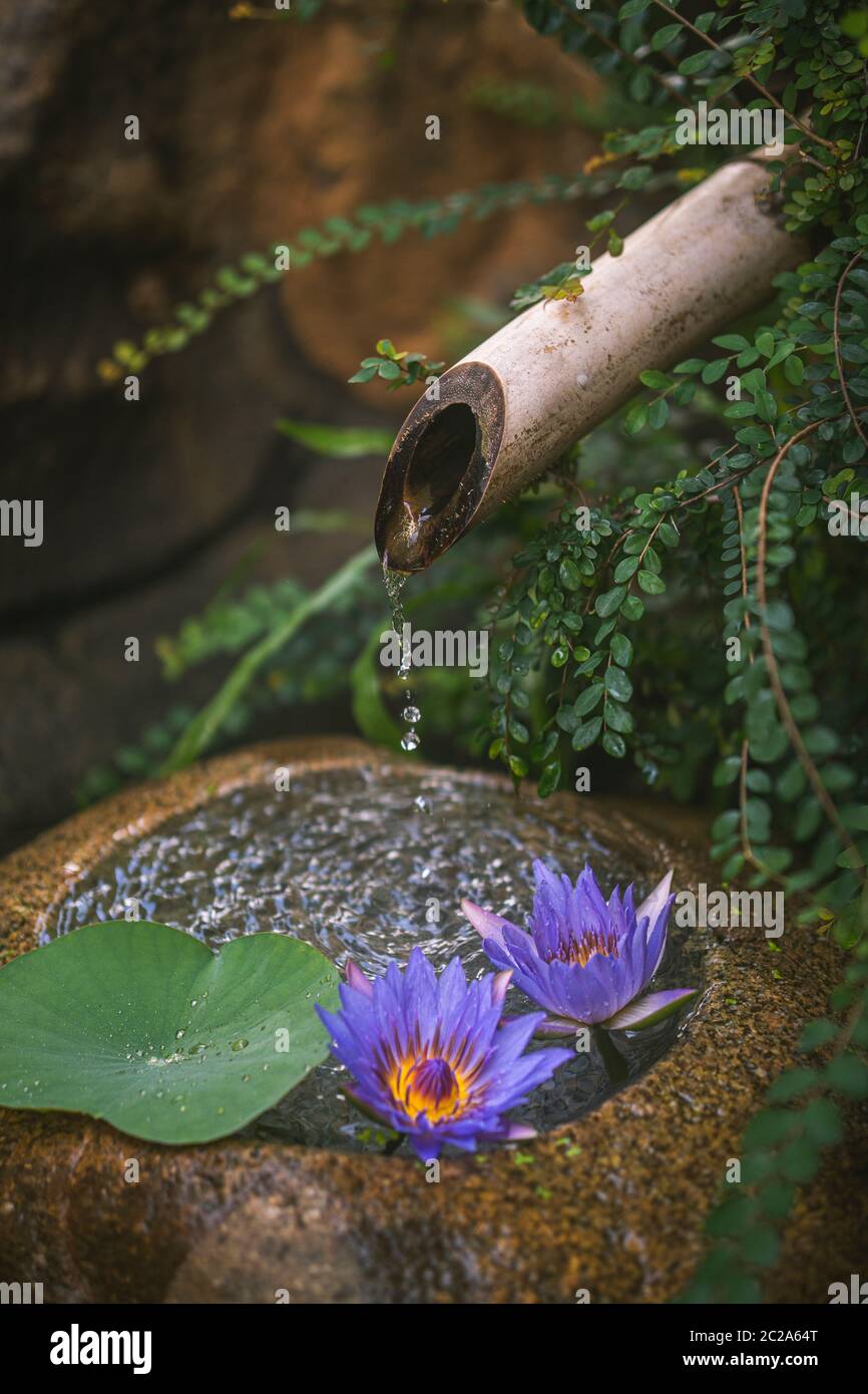 Beautiful zen garden with lotus flower and bamboo fountain on nature