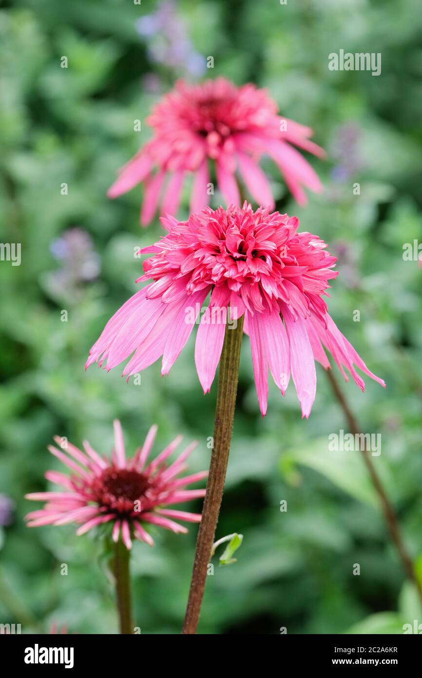 Coral pink flowers of Echinacea 'Elegance' part of the Supreme Series. Coneflower 'Elegance'. Stock Photo