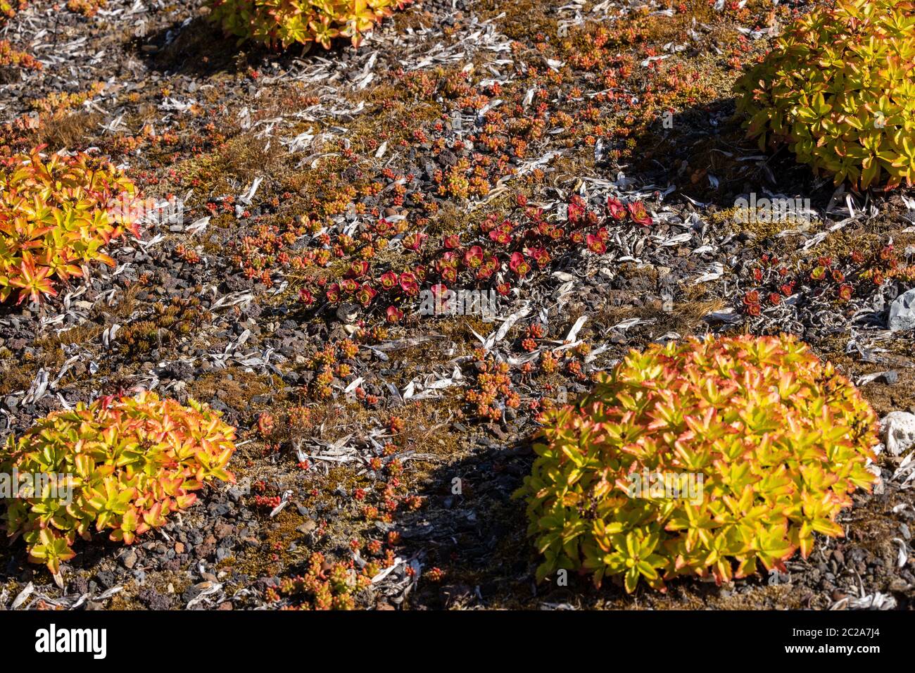 Sharp wall pepper Sedum acre Stock Photo