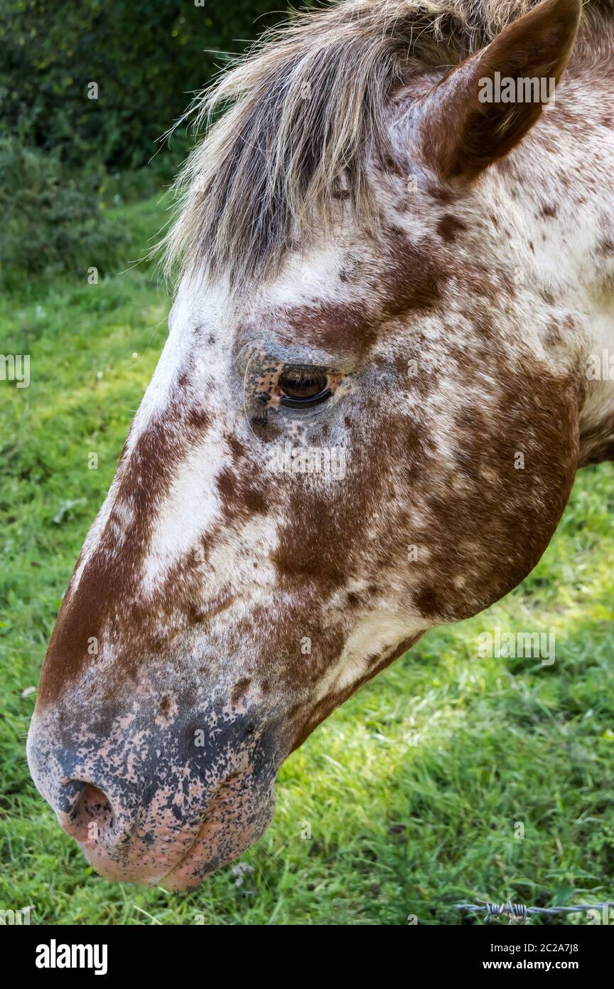 Head of a white and white red horse in a meadow Stock Photo