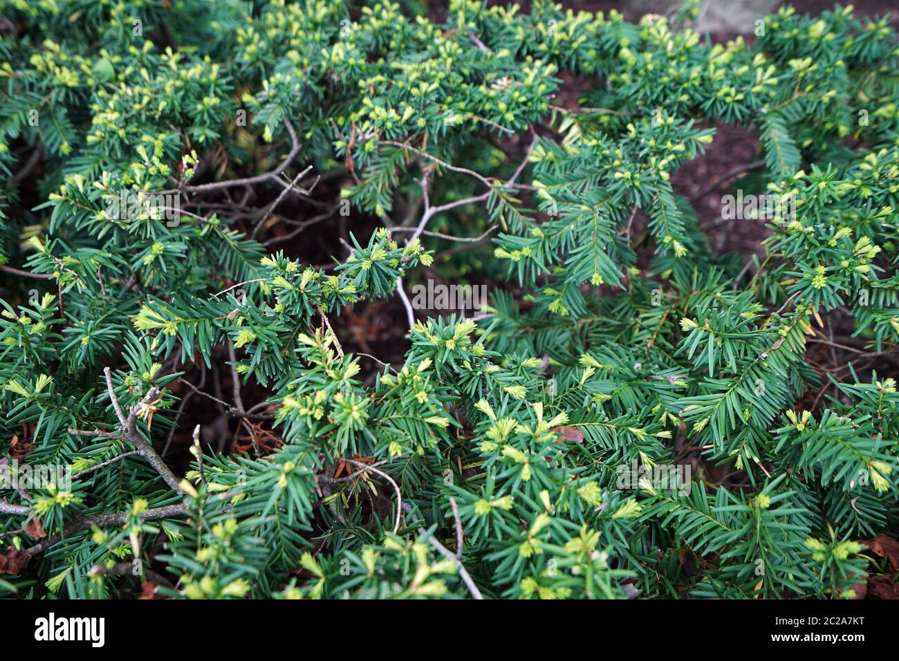 Close up green Taxus Baccata plants Stock Photo