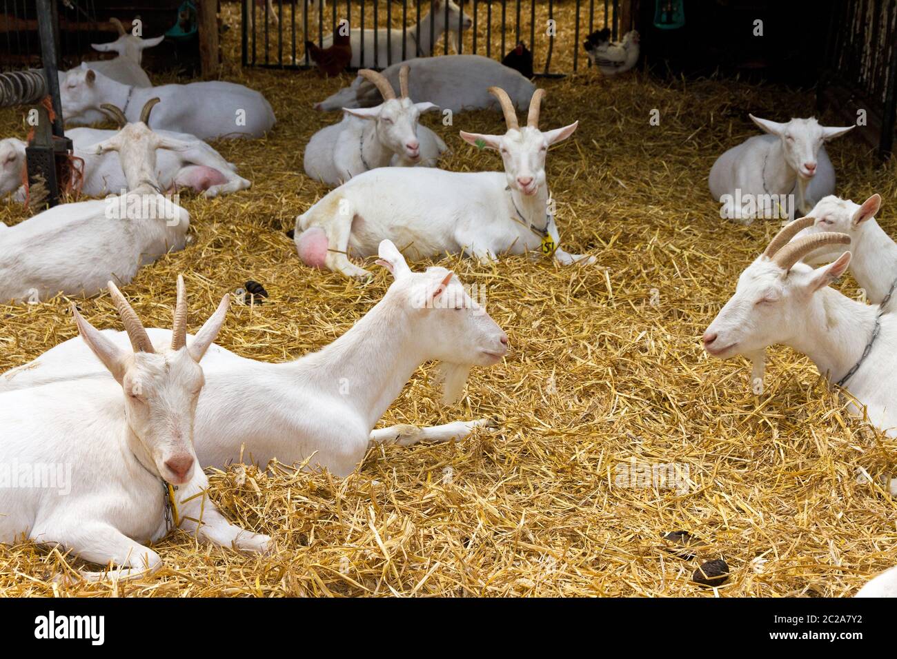 Dutch breed goats in straw at a petting zoo in the Netherlands Stock Photo