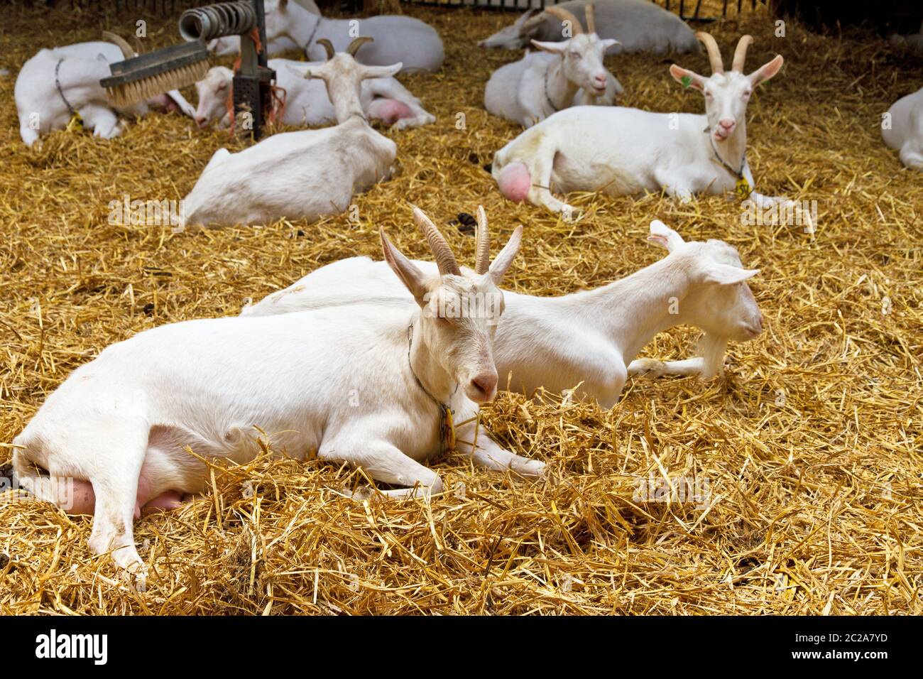 Dutch breed goats in straw at a petting zoo in the Netherlands Stock Photo
