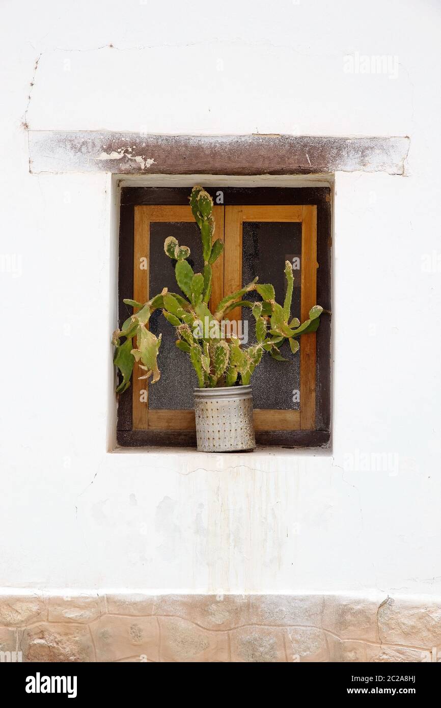 Cactus plant on the window at Seclantas village in Calchaqui Valley, Argentina. It is a small village in north west Argentina, 150 km south west from Stock Photo