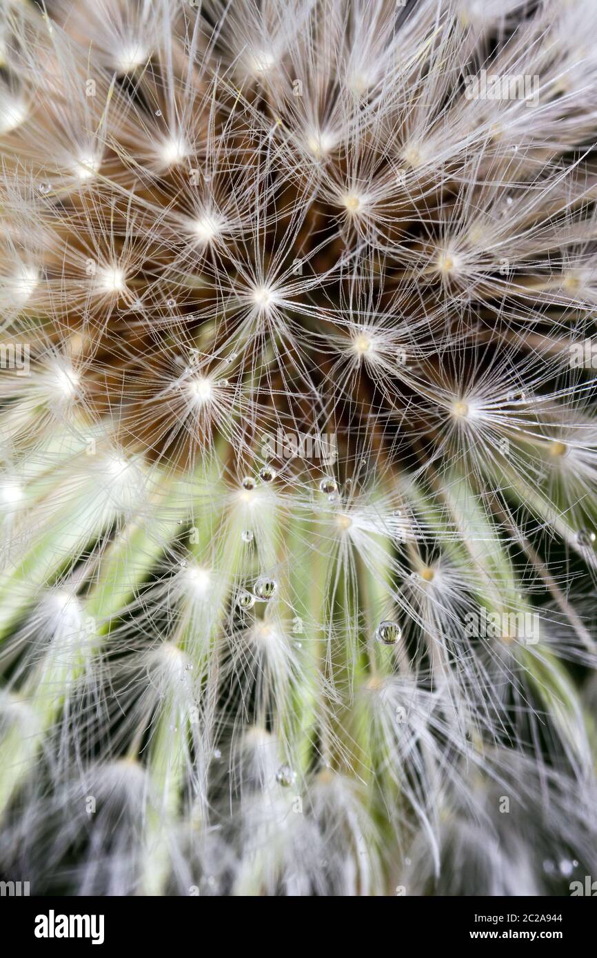 Ripe seeds of the Taraxacum officinale, the common dandelion, a flowering herbaceous perennial plant of the family Asteraceae (Compositae) Stock Photo