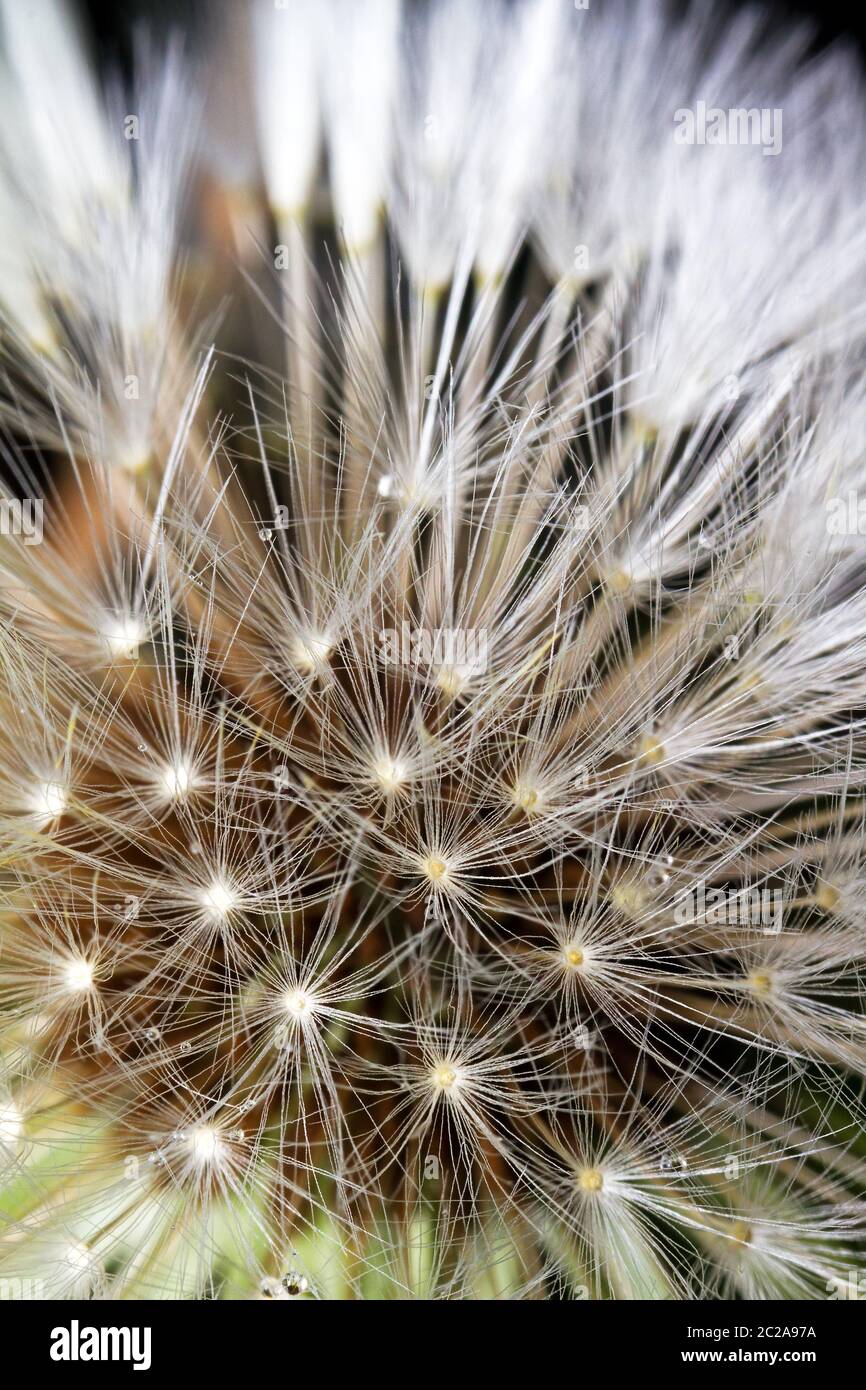 Family asteraceae compositae hi-res stock photography and images - Alamy