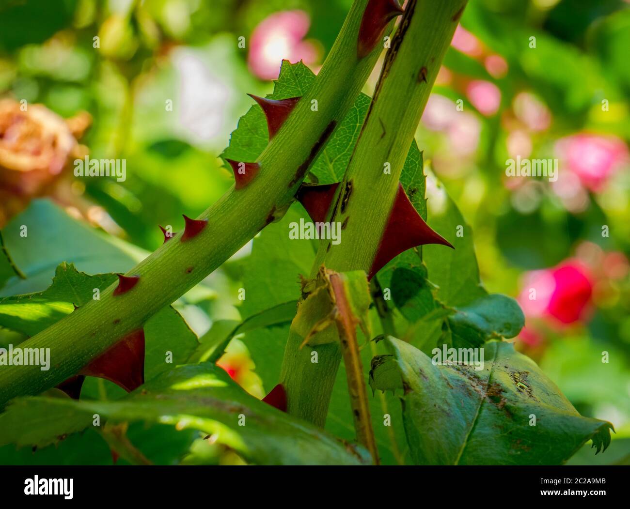 Stem of rose bush with thorns and green leaves on blurred background ...