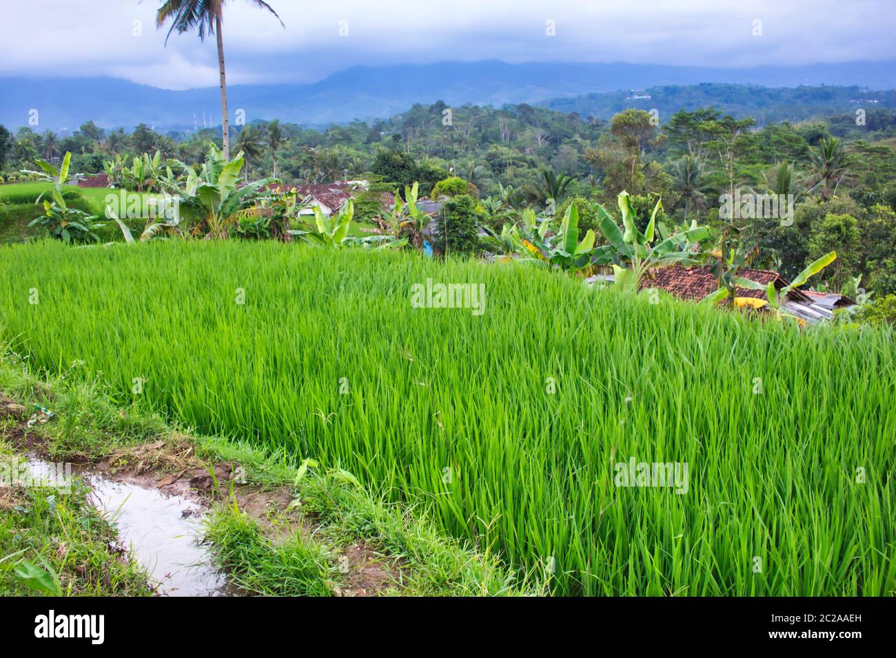 Landscape of paddy fields in the southern part of Sukabumi, West java