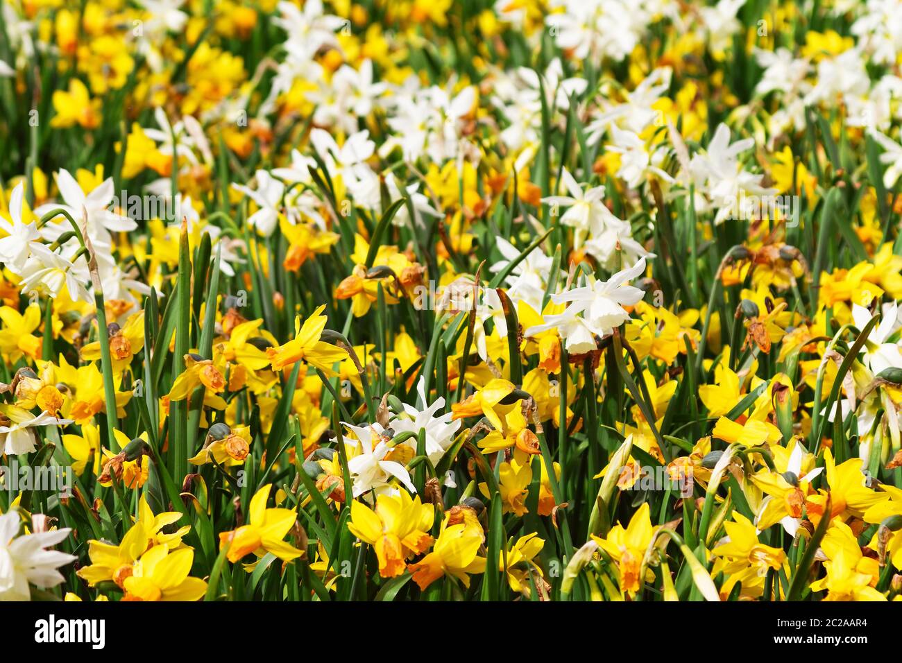 Narcissus, a genus of predominantly spring flowering perennial plants of the amaryllis family, Amaryllidaceae. Various common names including daffodil Stock Photo