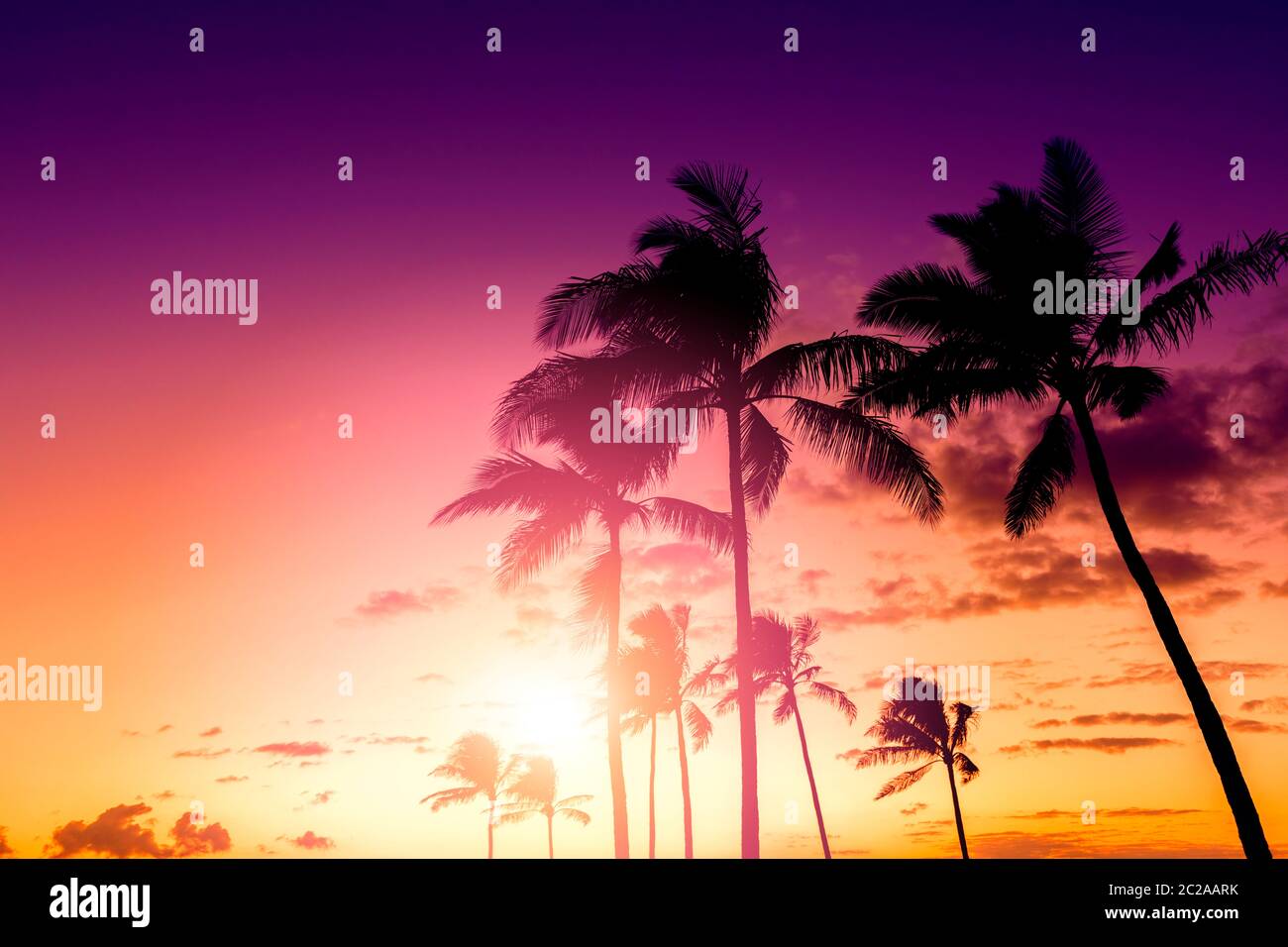 Tropical sunset skt with palm trees Stock Photo