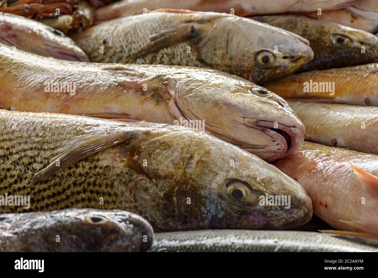 Atlantic Sea fresh fish for sale Stock Photo