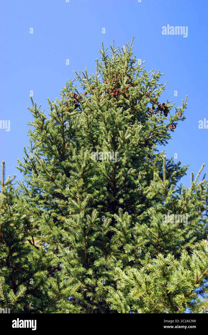 Type on evergreen conifer fir tree with green branch Stock Photo