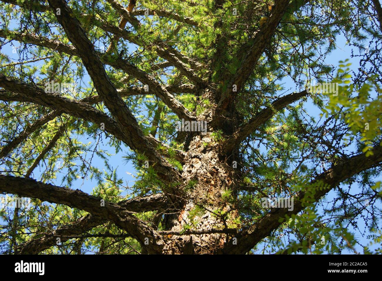 Type on branches of the evergreen conifer larch from below Stock Photo