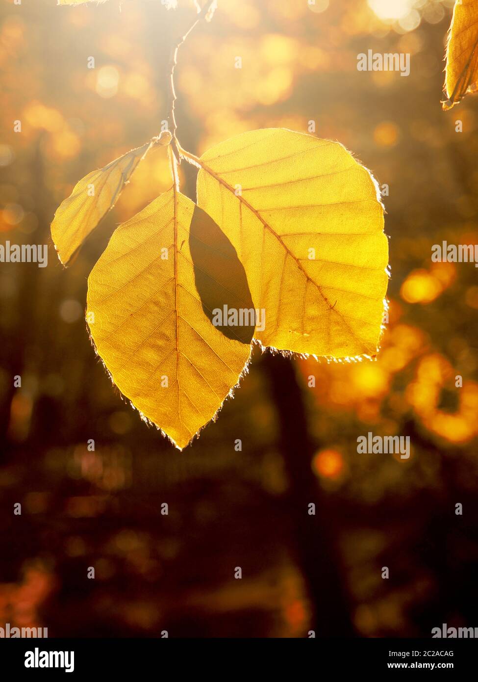 Beautiful autumn foliage in the morning backlight with space for text ...