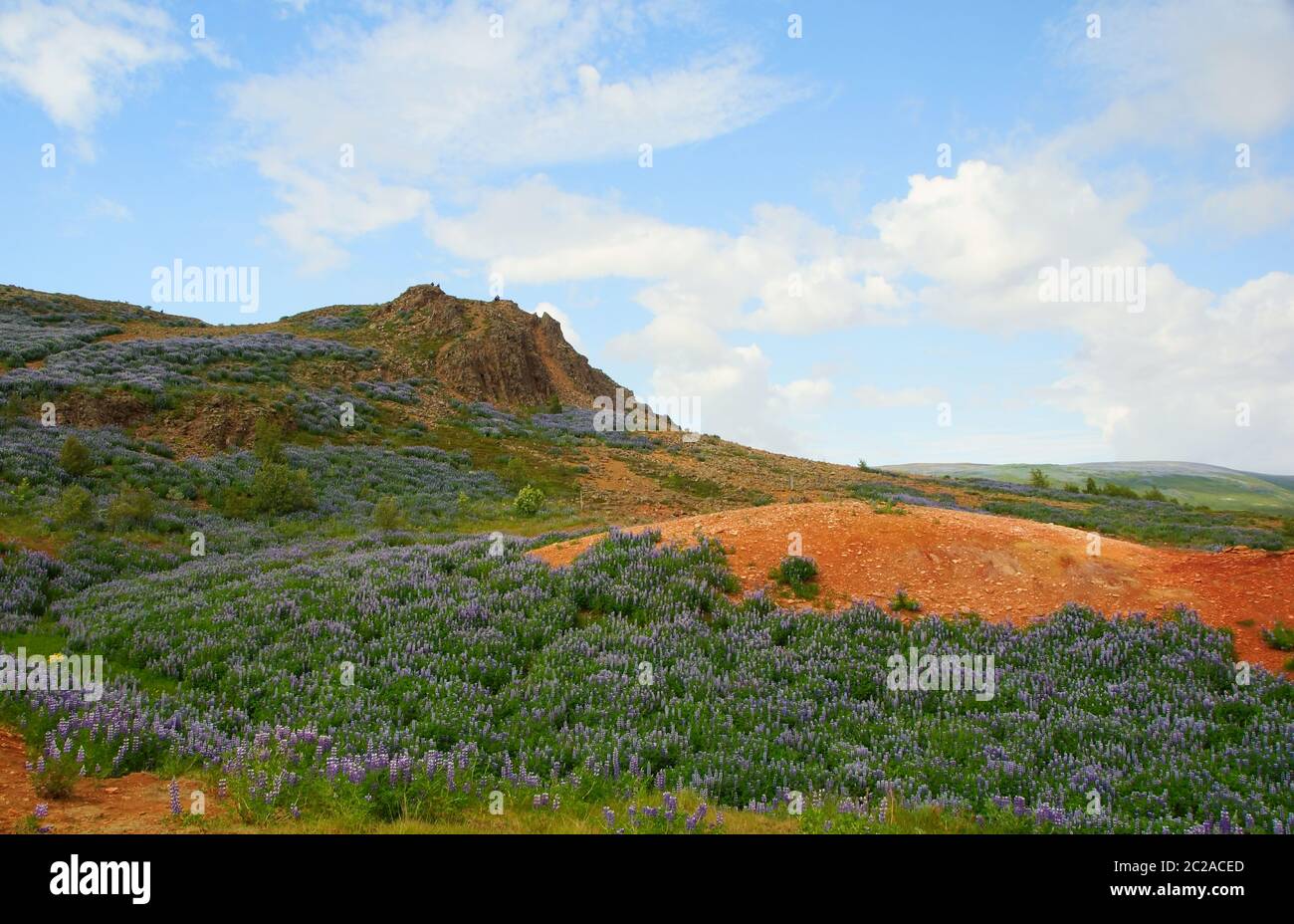 Amazing Icelandic landscape and a sea of flowers Stock Photo