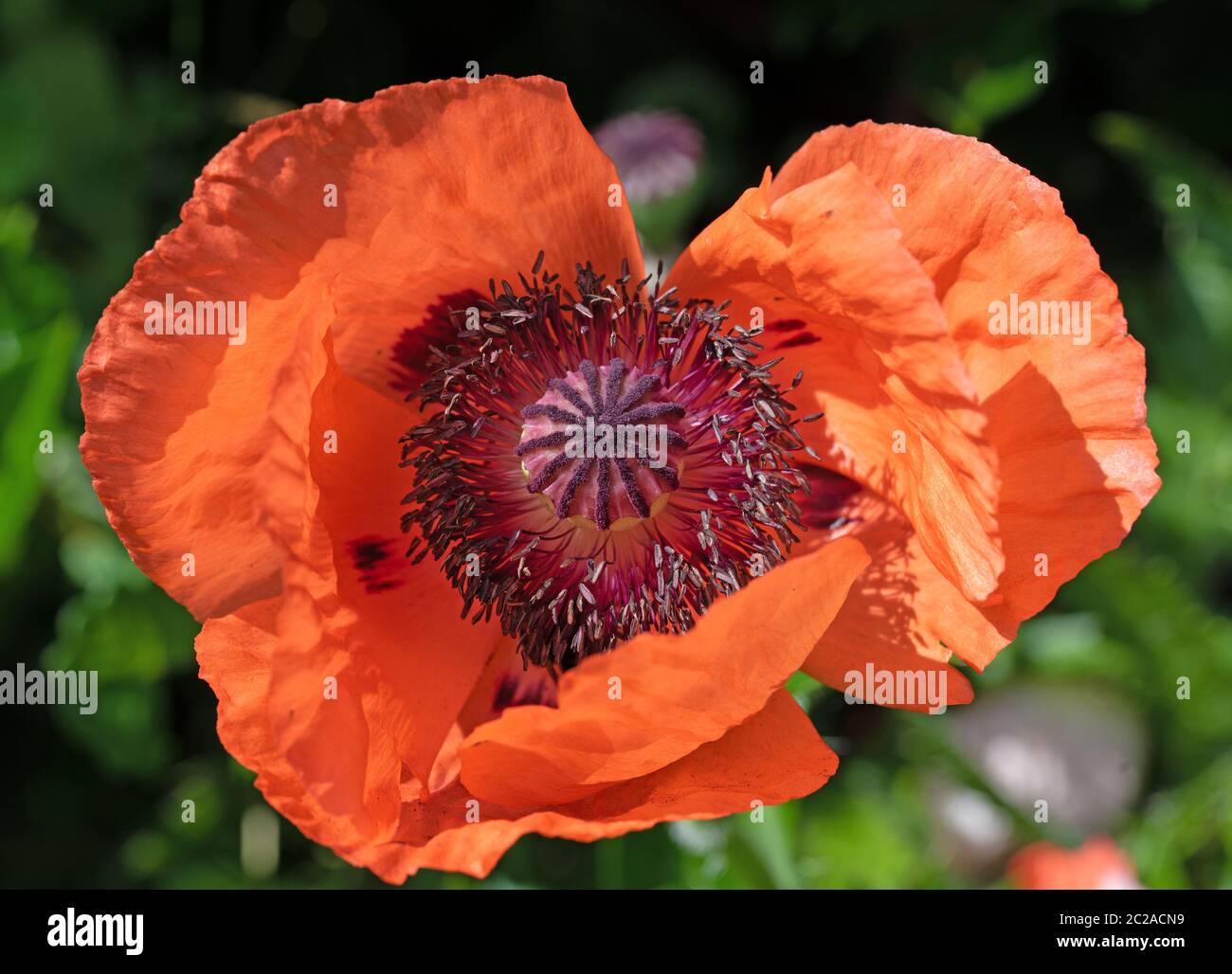 Flowering Turkish poppy, Papaver orientale, in a close-up Stock Photo