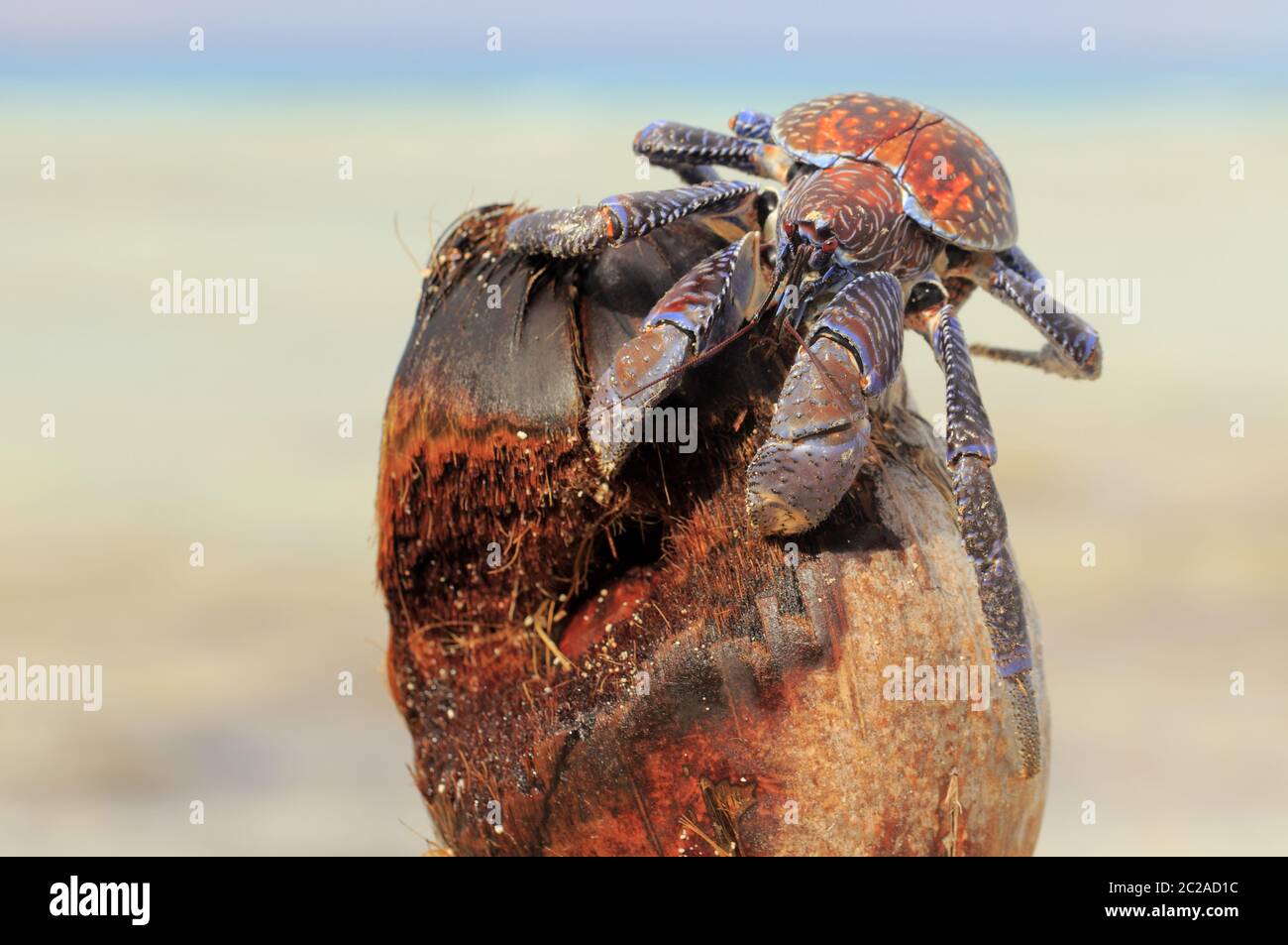 Coconut crab on the coconut Stock Photo