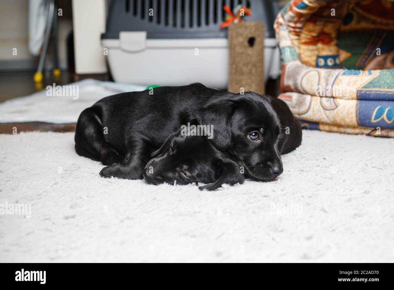 Two little black dogs sleep on soft carpet. Puppies are resting