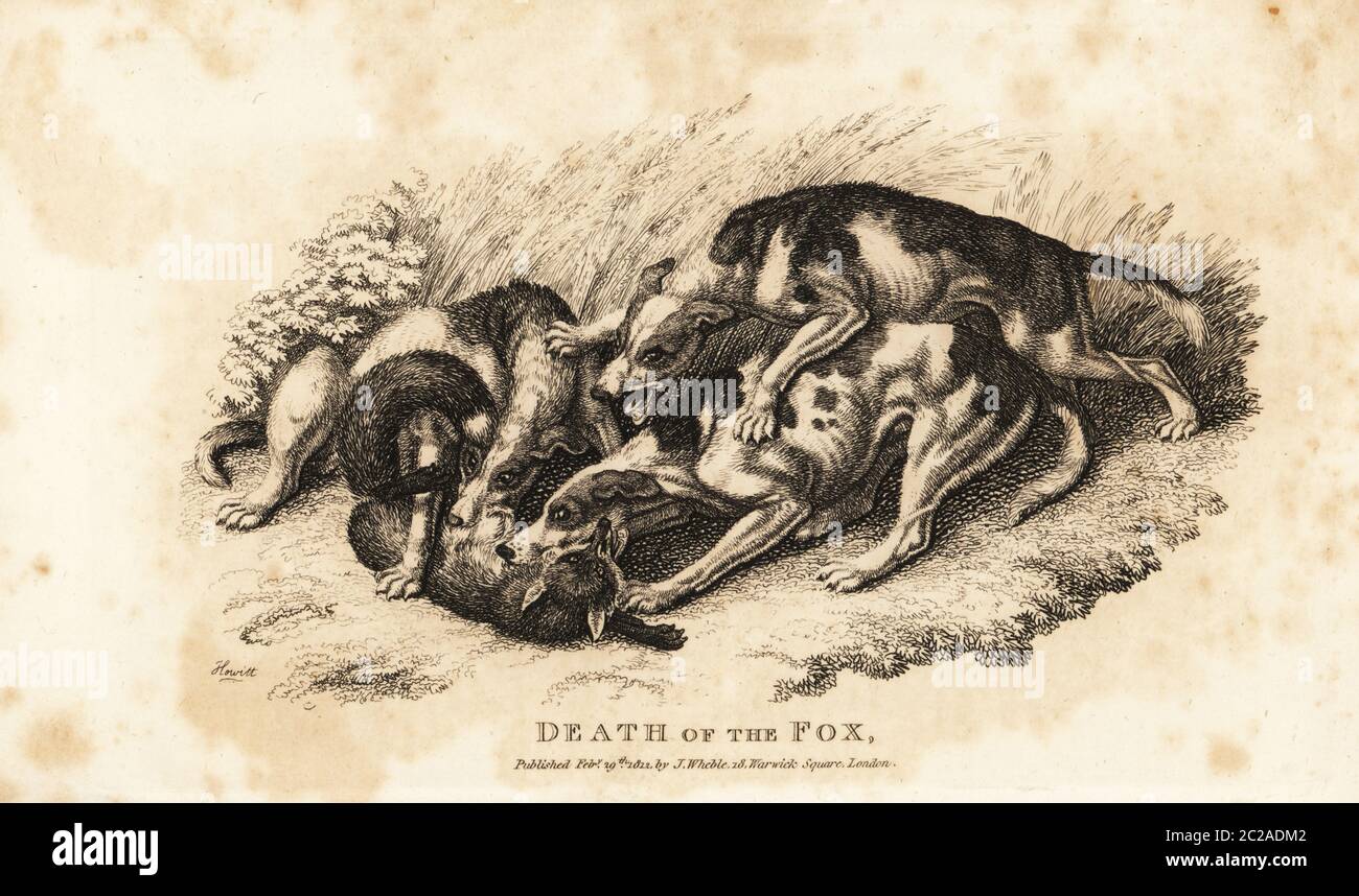 Death of the Fox. A fox being torn apart by hounds after a fox hunt. Copperplate engraving drawn and engraved by Samuel Howitt from The Sporting Magazine, or Monthly Calendar of the Transactions of the Turf and the Chace, John Wheble, London, 1812. Stock Photo