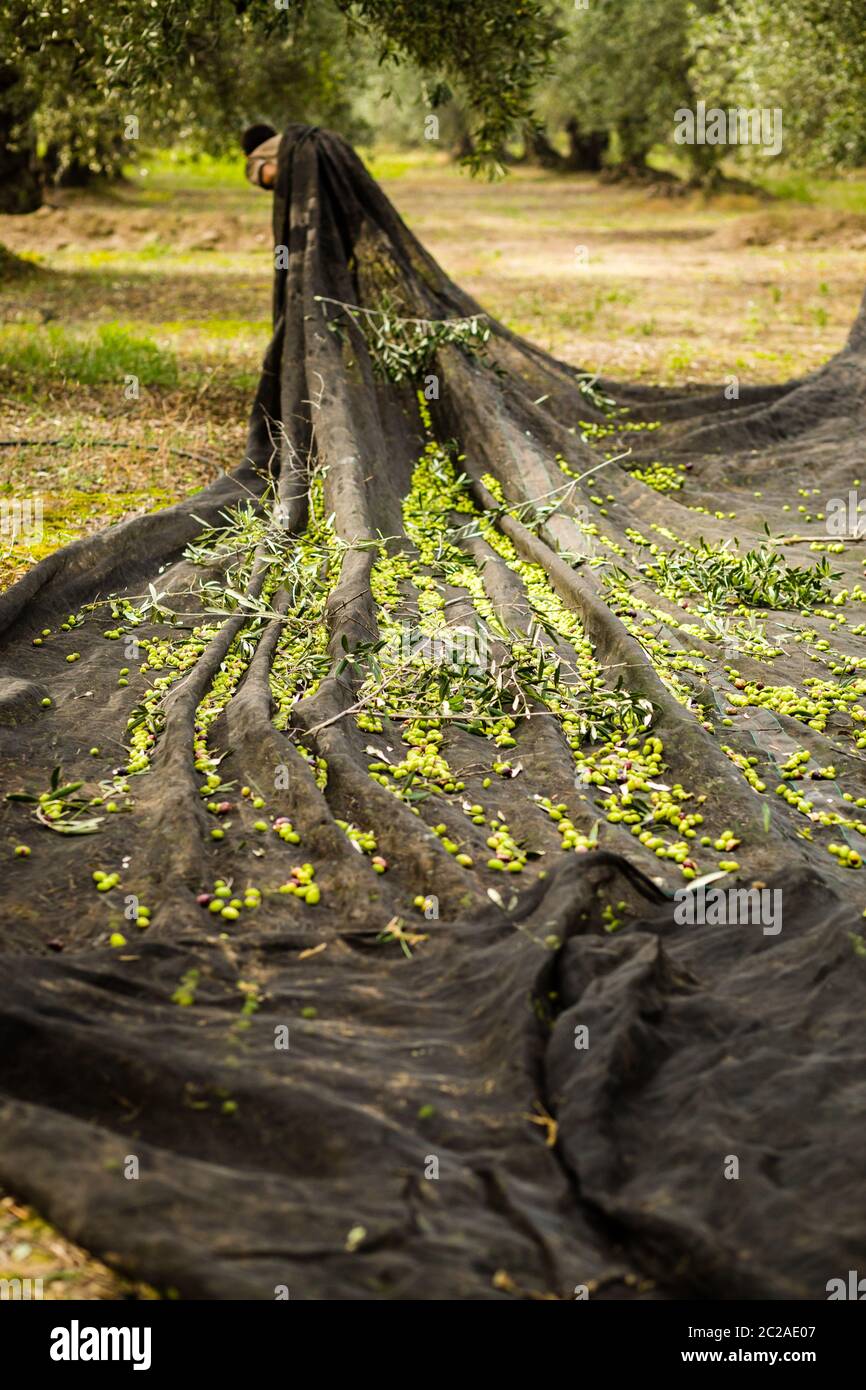 Olive harvesting puglia hires stock photography and images Alamy