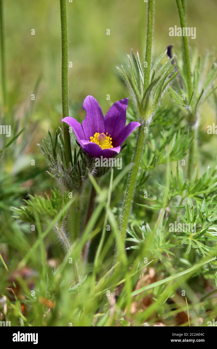 Kitchen bowl Pulsatilla vulgaris in the Liliental near you Stock Photo