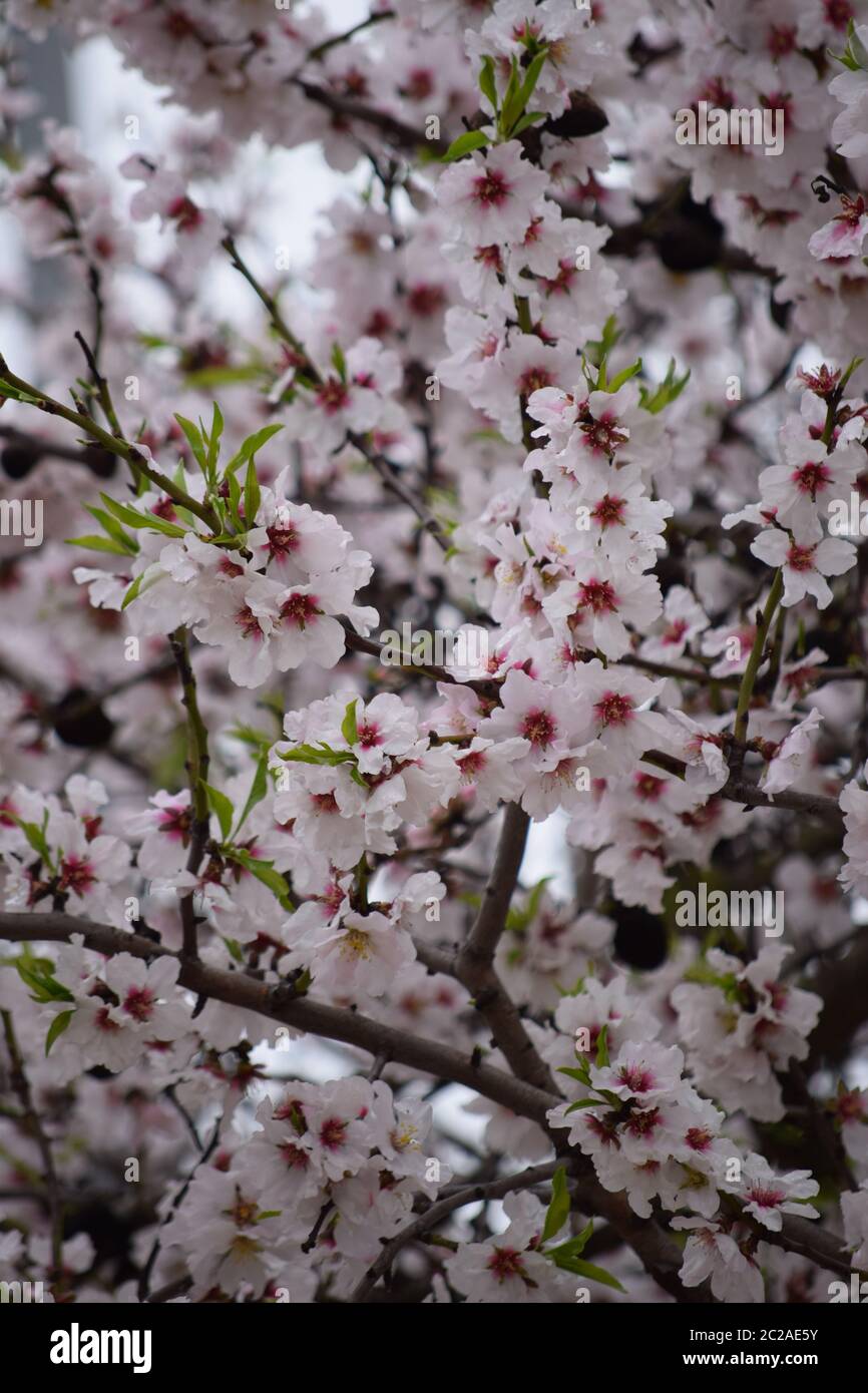 Closeup cherry spring tree hi-res stock photography and images - Alamy