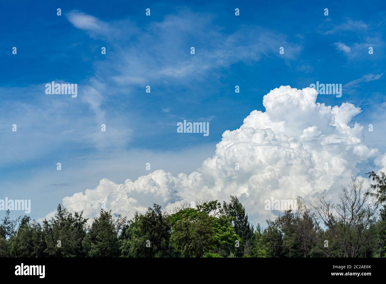 Vast white cumulus clouds with blue sky background Stock Photo