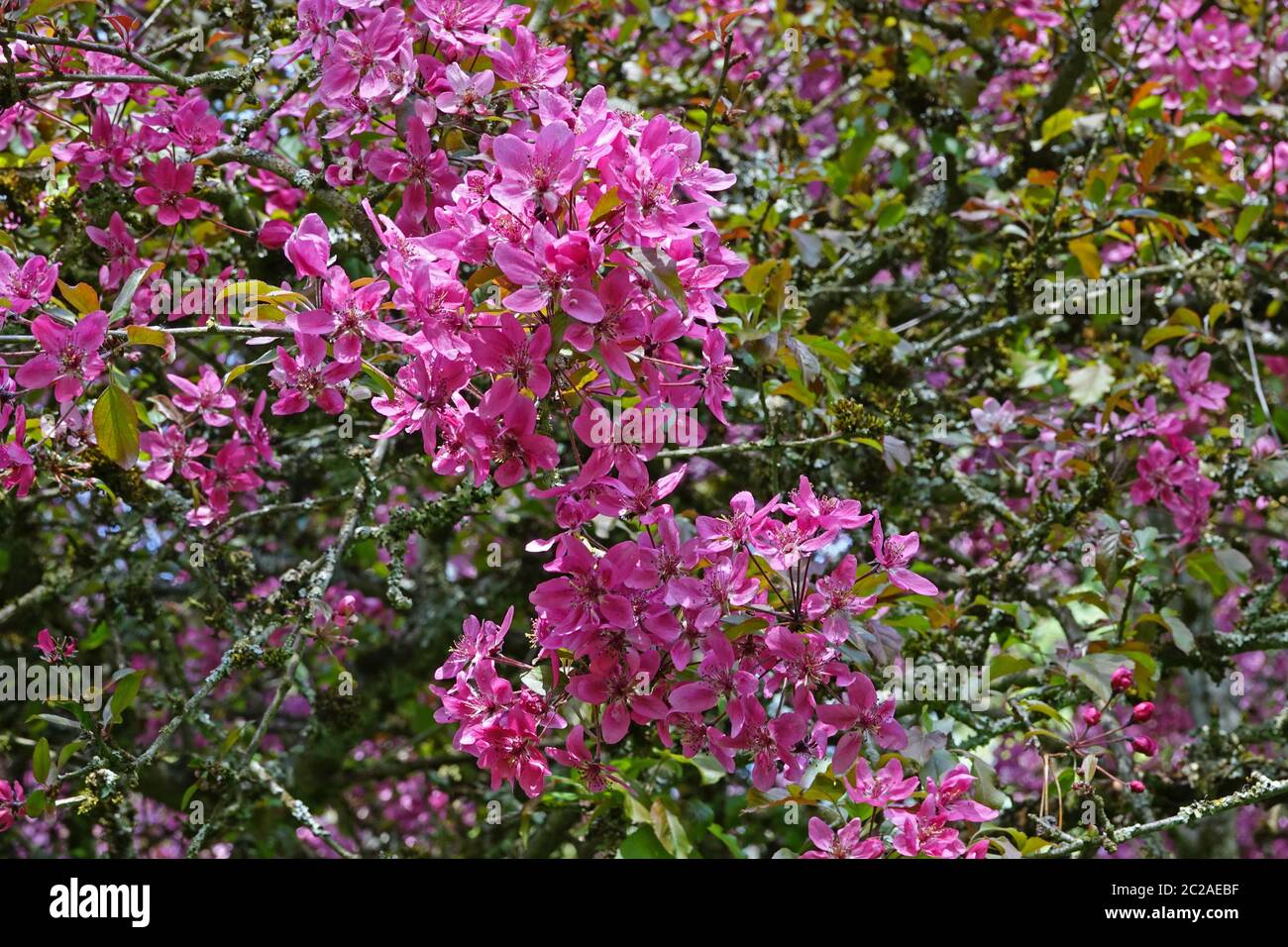 Blooming park-tree blood apple Malus pumila niedzwetzkyana Stock Photo
