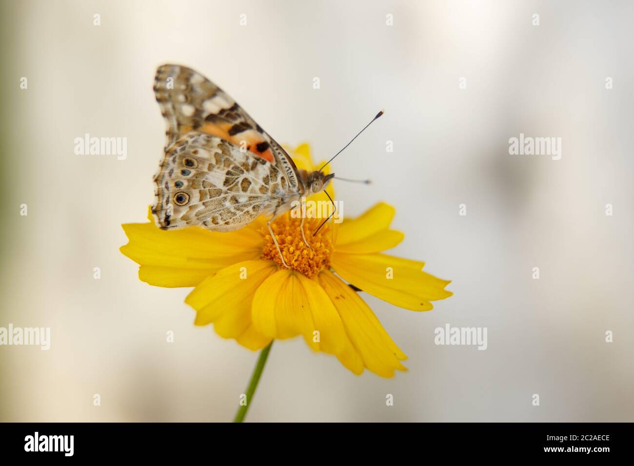 a beautiful butterfly drinks nectar from a yellow flower on a Sunny day . macrophotography. selective focus with a low depth Stock Photo