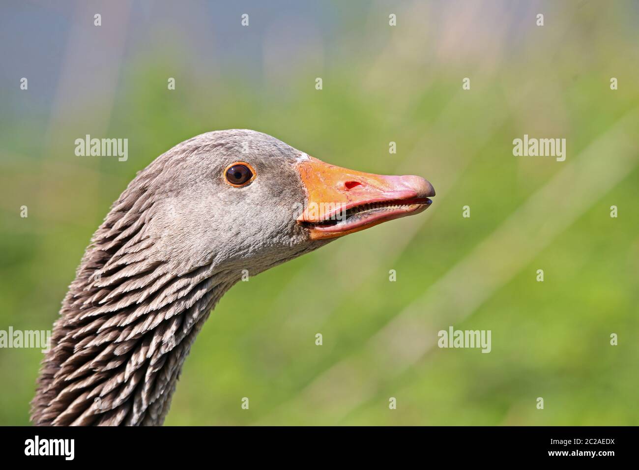 Head study Graugans Anser anser Stock Photo