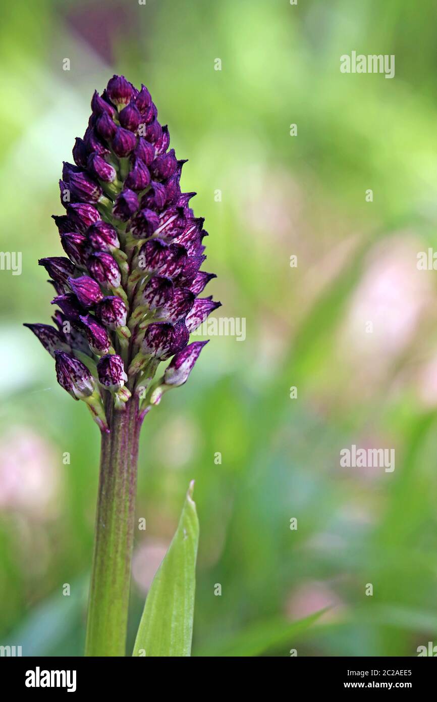 Buds of the purple crab orchis purpurea from the Liliental near you Stock Photo