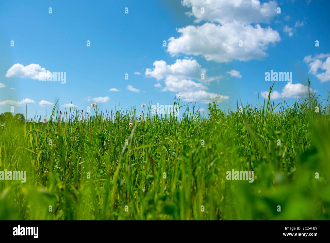 Lush green grass and blue sky with clouds Stock Photo - Alamy