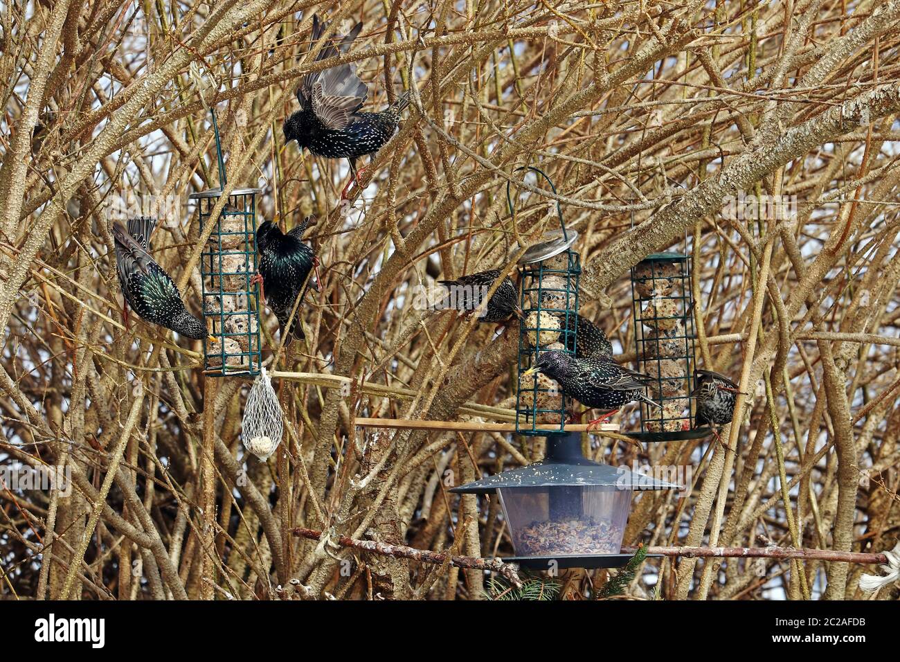 Starlings eat titmice dumplings at a feed house. Birds eat at a feeding place Stock Photo