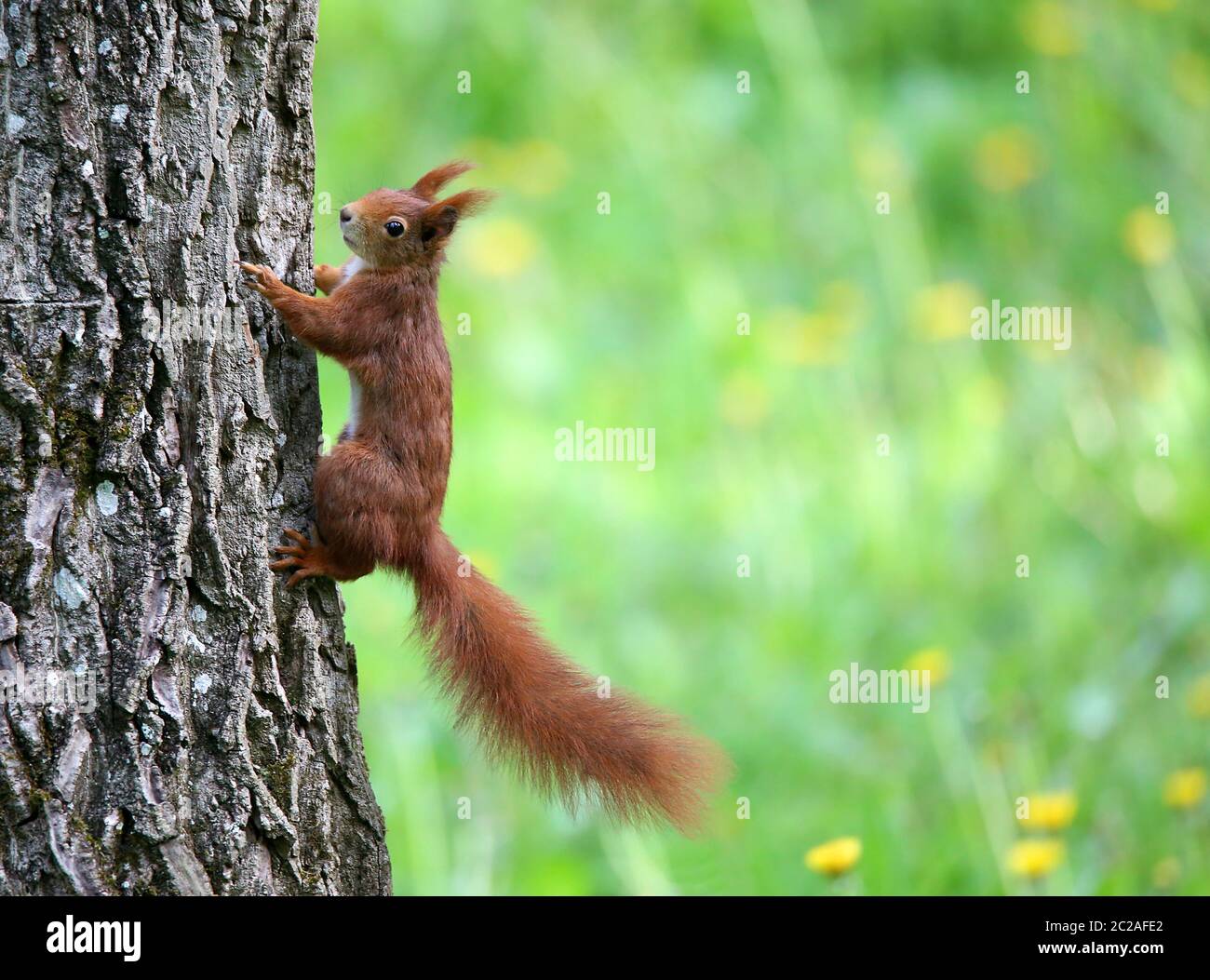 Red brown squirrel Sciurus vulgaris on the tree trunk in the Liliental near you Stock Photo
