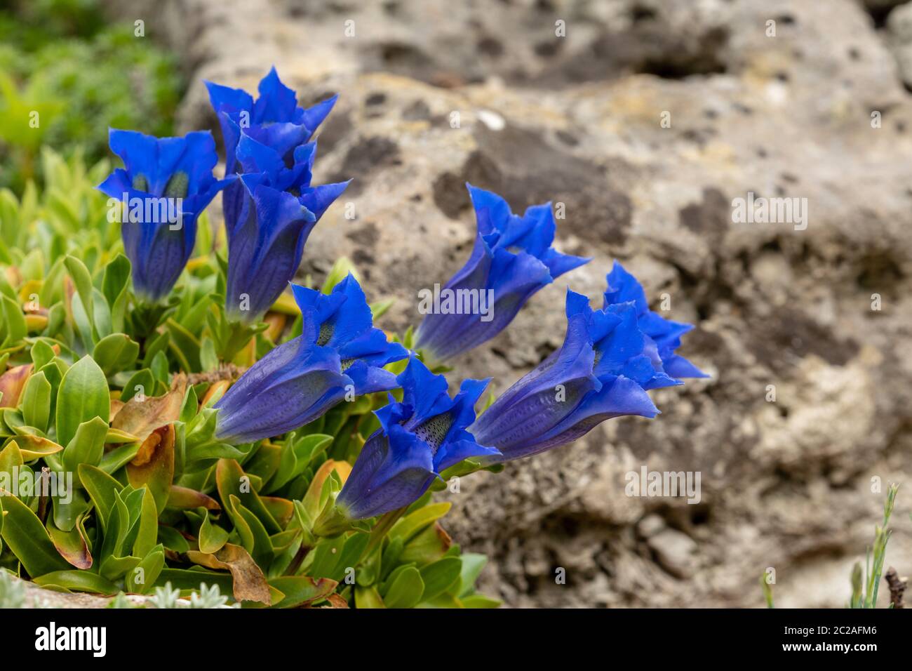 Blossoming Gentian Flowers Stock Photo