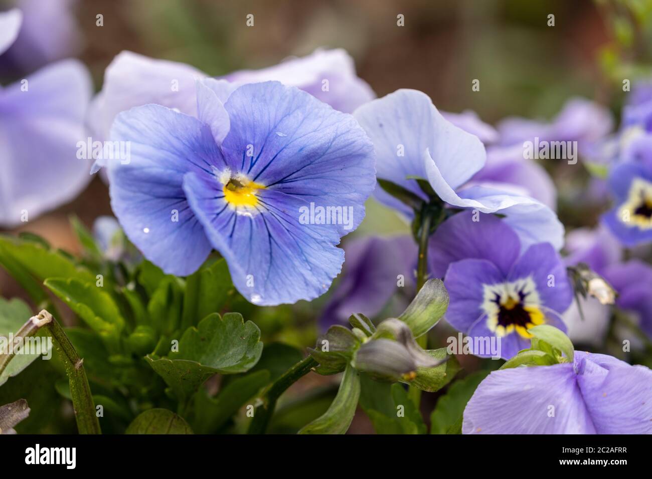 Pansies and violets hires stock photography and images Alamy