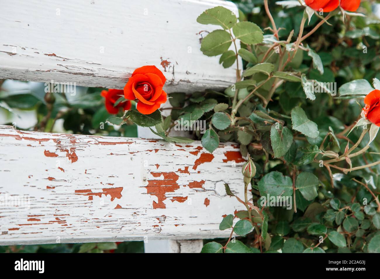 red roses next to a white wooden bench in the park. selective focus Stock Photo