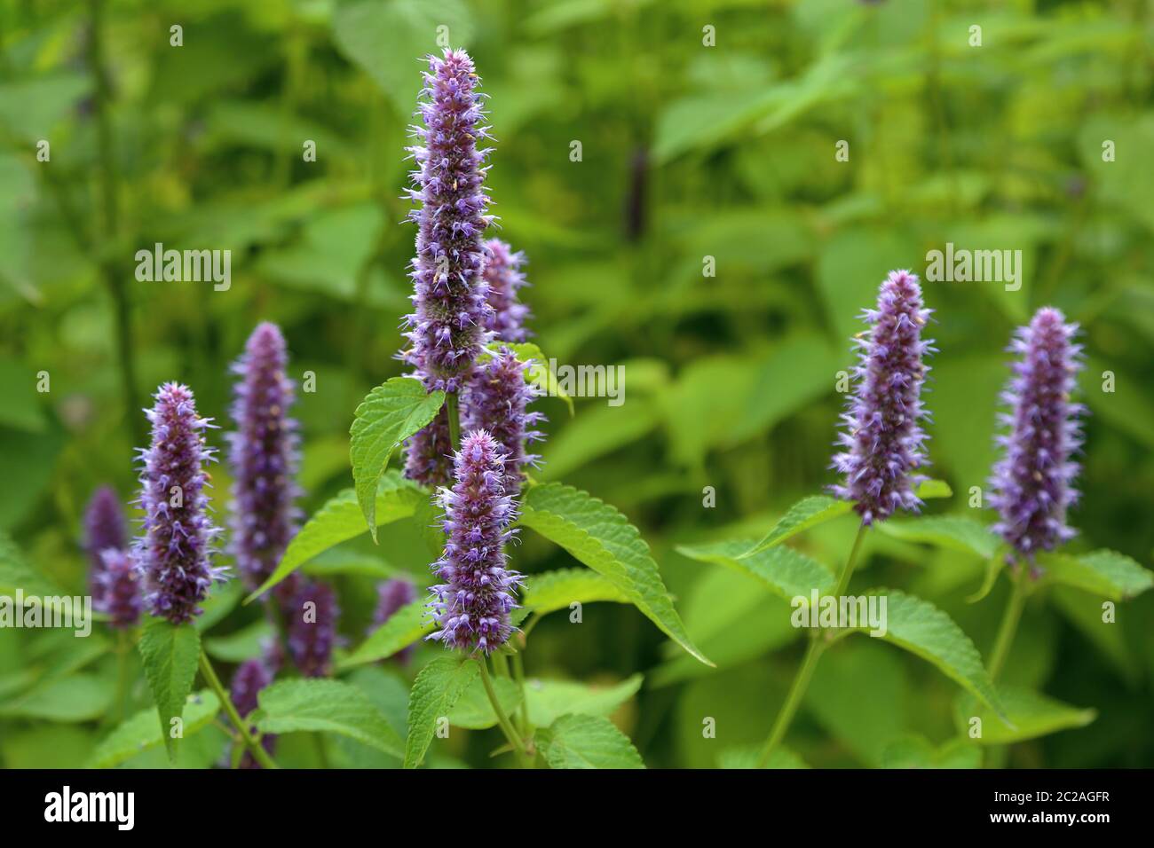 Purple fennel. Beautiful flowering perennial herbaceous plant Agastache
