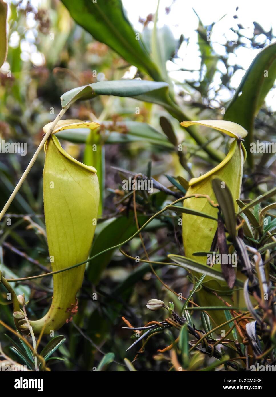 View to pitcher plant of Nepenthes,Atsinanana region, Madagascar Stock Photo