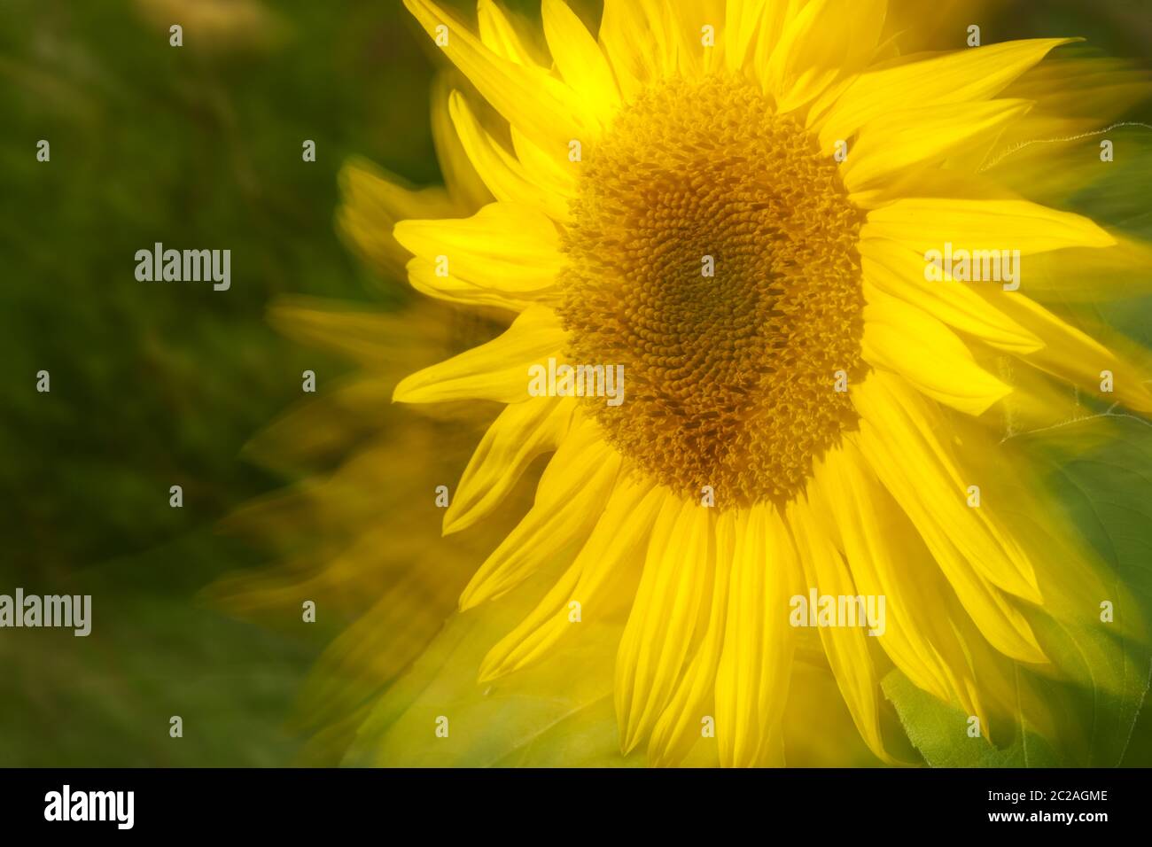 Head of Sunflower zoomed Stock Photo