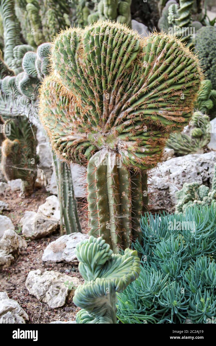 Details of cactus, cactuses Stock Photo - Alamy