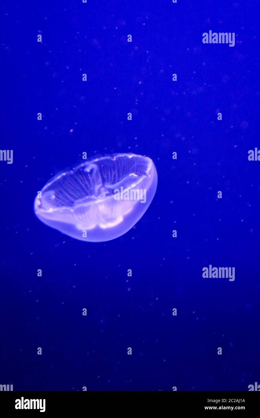 beautiful jellyfish floating in the sea Stock Photo