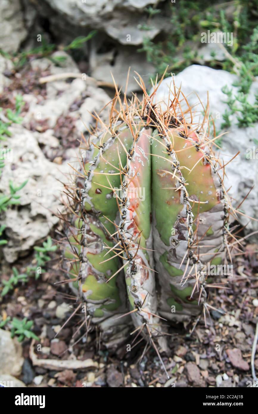 Details of cactus, cactuses Stock Photo