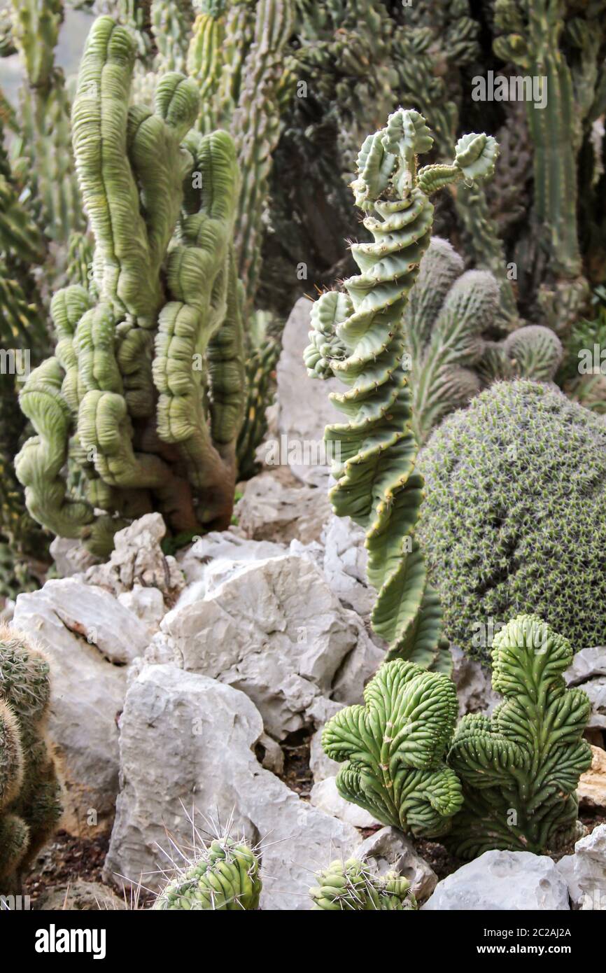 Details of cactus, cactuses Stock Photo - Alamy