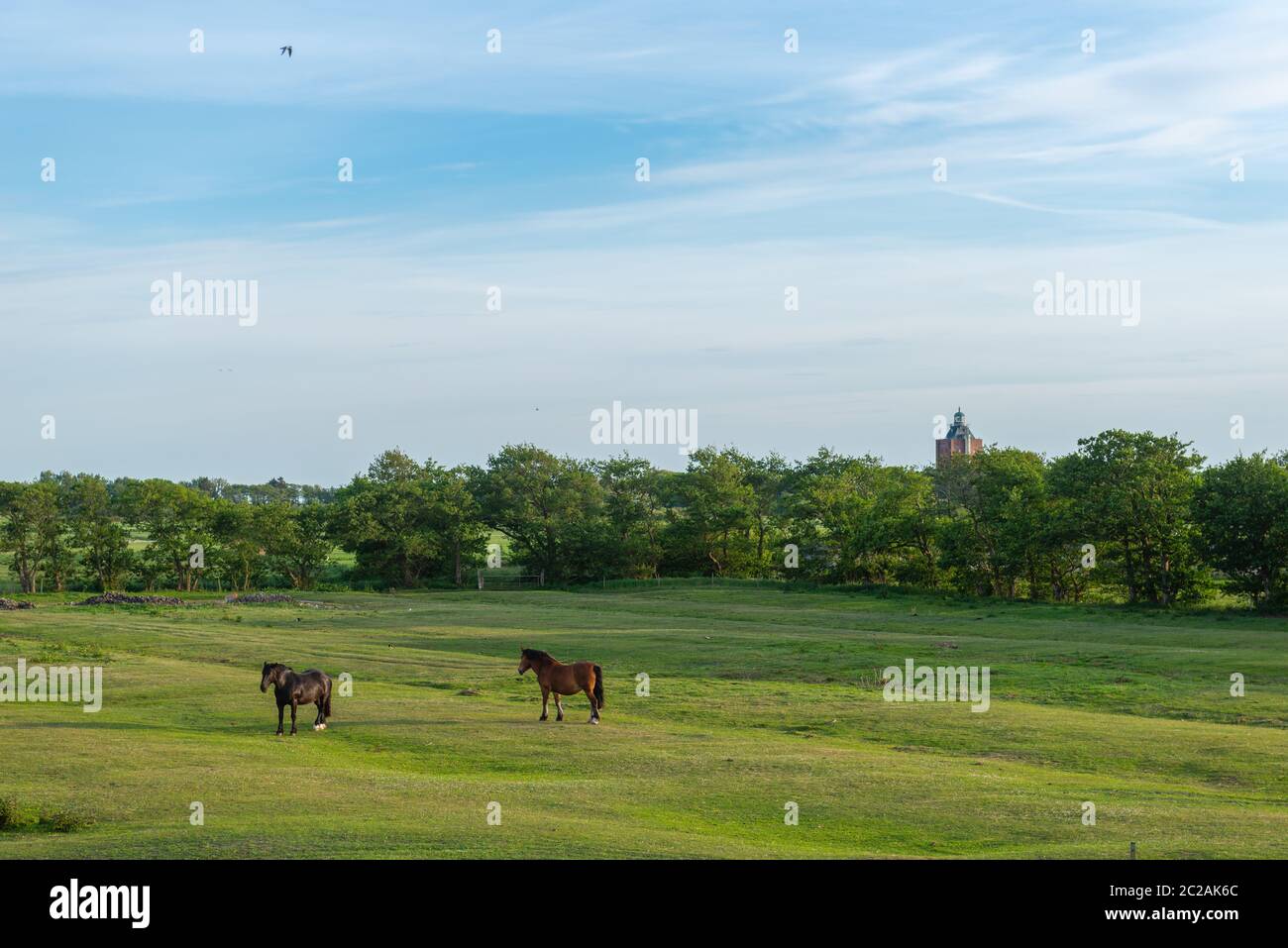 Meadow on North Sea island of Neuwerk in the Wadden Sea, Federal State of Hamburg, UNESCO World Heritage, National Park Zone II, North Germany, Europe Stock Photo