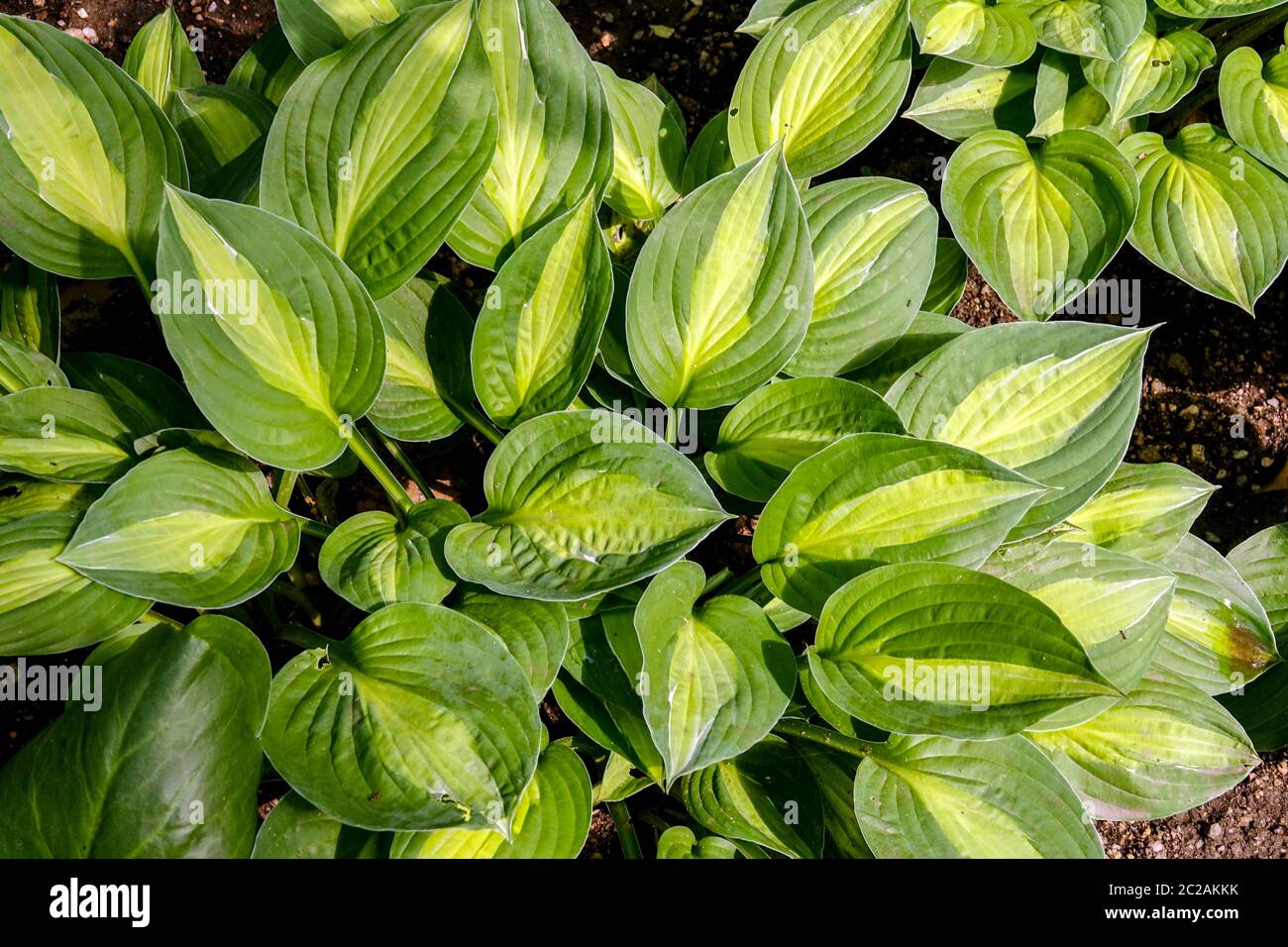 Striptease hi-res stock photography and images - Alamy