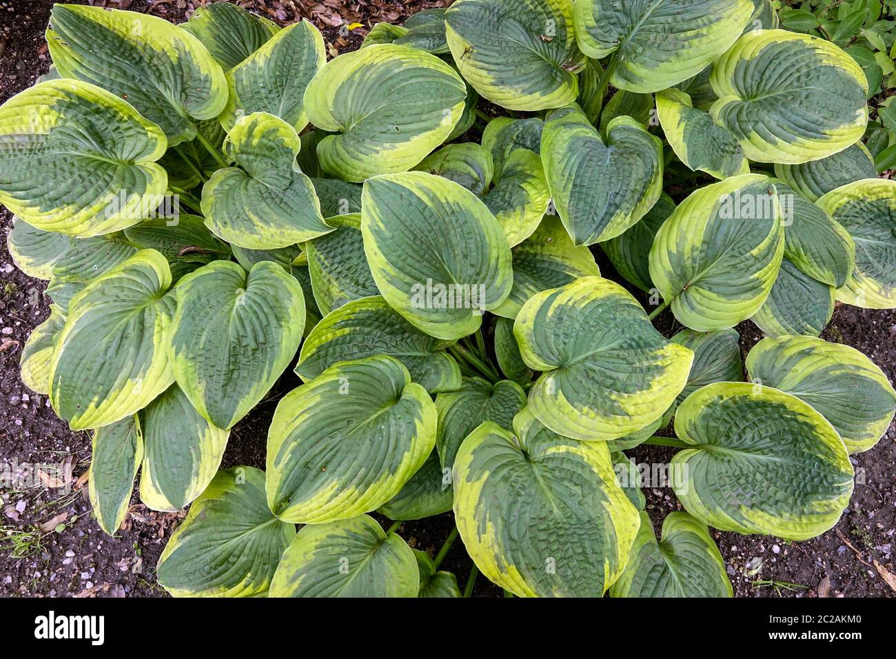 Hosta A Many-splendored Thing Stock Photo