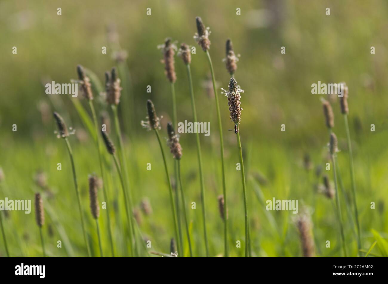 Ribwort Plantain (Plantago lanceolata) Stock Photo