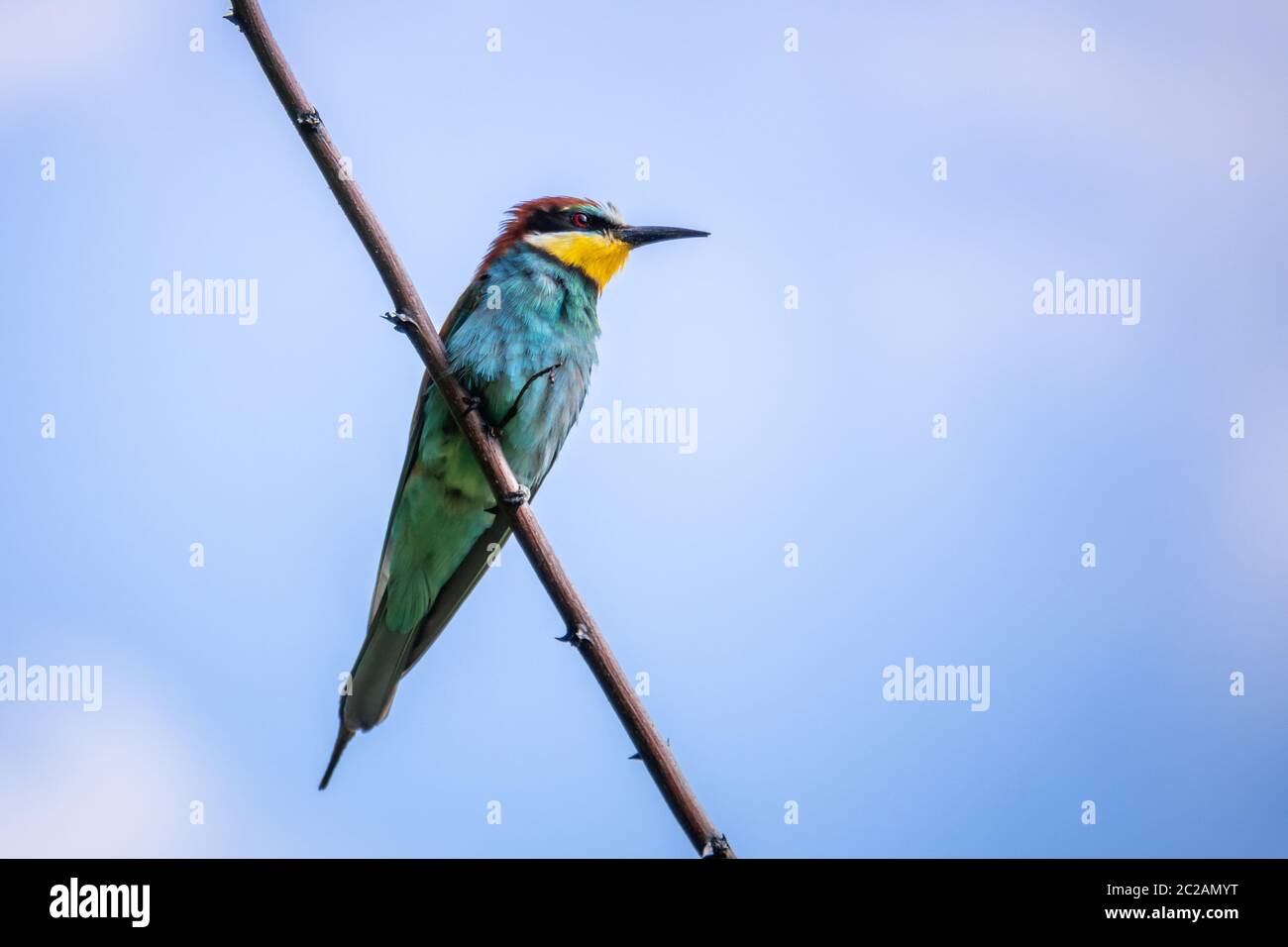 a rainbow Bee-eater bird sitting on a branch Stock Photo