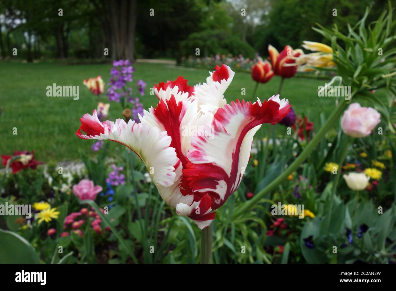 tulipa gesneriana Stock Photo